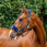 Horseware Signature Grooming Headcollar