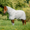Horseware Newmarket Fly Sheet Plus