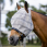 Horseware Fly Mask Newmarket Charcoal