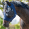 dominick fly mask comfort fit
