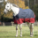 Equitheme Turnout Rug 50gr