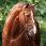 Nibago working bridle