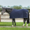 Bucas Show-Line Fleece Rug 