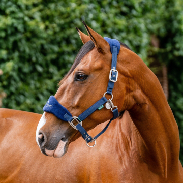 Horseware Signature Grooming Headcollar