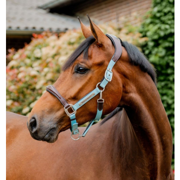 Horseware Signature Competition Headcollar Brown / Blue Haze 