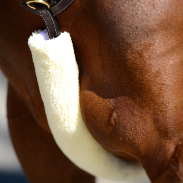 Kentucky breastplate cover