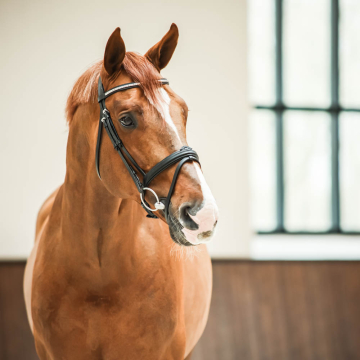 Nibago Bridle Zhivago