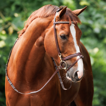 Nibago working bridle