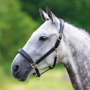 Shires Headcollar Blenheim