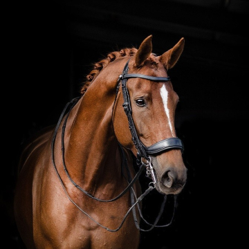 Presteq Stang & Trens Hoofdstel FayPerform